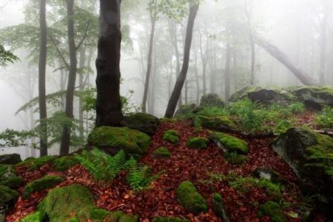 image:Image 18/source/orig/17292_14645_0_211006-lesy-svol.jpg