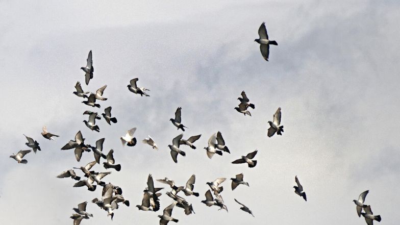 image:Image 20/source/orig/19606_bozi-hlas-slysi-jen-pozorne-ucho.jpg