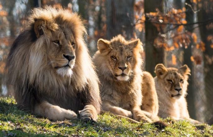 image:Image 26/source/orig/25765_zoo.jpg