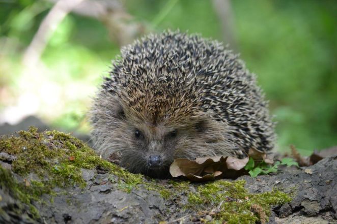 image:Image 44/source/orig/43955_28257_0_jezci.jpg