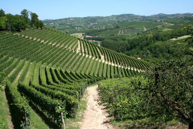 image:Image 51/source/orig/50391_more-vineyards-of-piemonte-italy.jpg