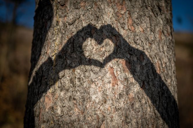 image:Image 52/source/orig/51046_nz61109-1.jpeg