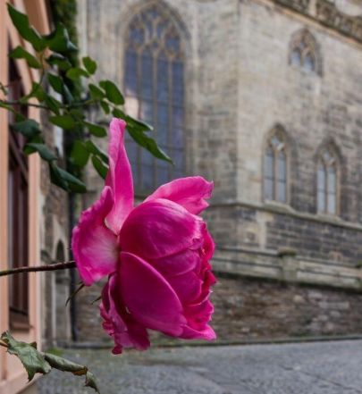 image:Image 56/source/orig/55640_36937_0_240503-cka-o-nadeji.jpg