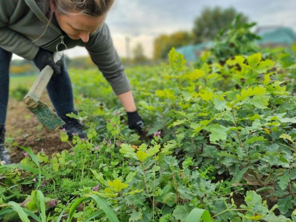 image:Image 62/source/orig/61436_42600_0_221031-alsol-lesy-vysev-km-3.jpg