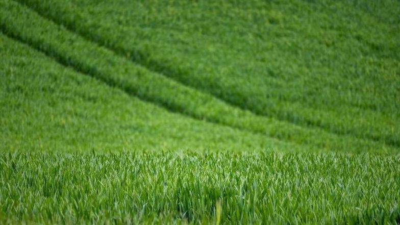 68/source/orig/67897_50647_0_wheat-7208997-1280_cropped.jpeg image:Image 68/source/orig/67897_50647_0_wheat-7208997-1280_cropped.jpeg