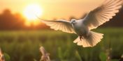 73/source/orig/72690_vecteezy-white-dove-flying-on-sunset-background-bird-of-peace-24670620.jpeg image:Image 73/source/orig/72690_vecteezy-white-dove-flying-on-sunset-background-bird-of-peace-24670620.jpeg