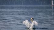 image:Image 90/source/orig/89797_couleur-swan-10302908.jpg