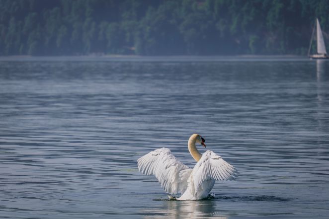 image:Image 90/source/orig/89797_couleur-swan-10302908.jpg